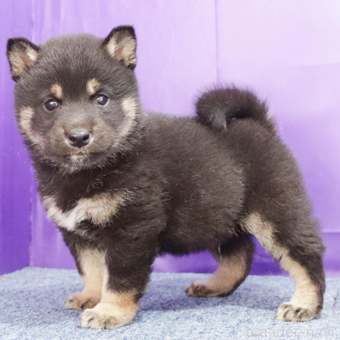 販売中の愛知県の柴犬-387910の4枚目